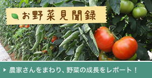 お野菜見聞録