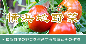 横浜地野菜